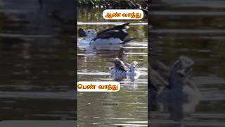 வாத்துக்கு கொண்டை இருக்குமா அதுவும் மூக்கு மேல KNOB BILLED DUCK shortsfeed shorts birds trend [upl. by Iadrahc]