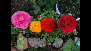 Cuidados de las Marimoñas  Ranunculus asiaticus  Ranúnculos  Marimonias  Francesilla [upl. by Kate]