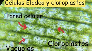 Cloroplastos de Elodea al microscopio  BiologíayEcología biologíaenunminuto [upl. by Marvin]