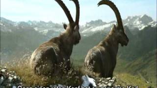 Graubünden Steinböcke Bergsommer mit Untertiteln [upl. by Ricard677]