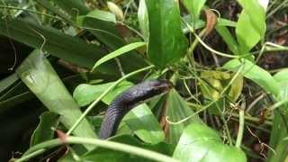 Black Racer Snake Eats Tree Frog [upl. by Eseret]