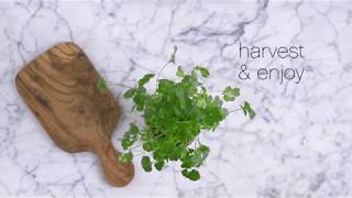 Modern Sprouts Eco Planter Herb Kit  Setup Video [upl. by Jarlen]