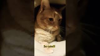 Oh Gussytrendingshorts catlover gussy cat [upl. by Ainoda]