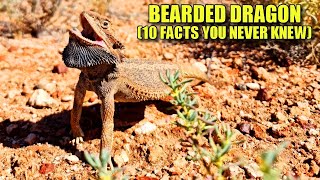 Bearded Dragon 🦎 10 FACTS You NEVER KNEW [upl. by Kerrison439]