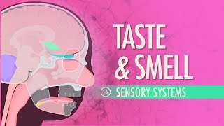 Taste amp Smell Crash Course Anatomy amp Physiology 16 [upl. by Annabelle765]