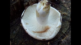 Identification of Russula Mushrooms [upl. by Anod]