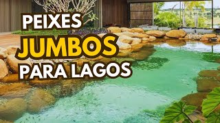 Peixes jumbos para lagos [upl. by Ire]