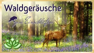 Geräusche zum Einschlafen  Waldgeräusche zur Entspannung [upl. by Eliot]