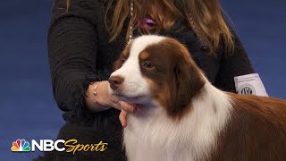 National Dog Show 2022 Herding Group Full Judging  NBC Sports [upl. by Rodolph]