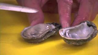 How to clean Oysters by Captain Vincent Russo [upl. by Eiuqram125]