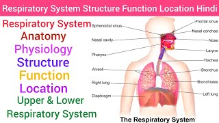 Respiratory System  Anatomy amp PhysiologyStructureFunction Hindi Upper amp Lower Respiratory System [upl. by Inilam]