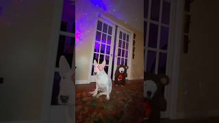 HELP 😩he’s escpaing 😱 halloween scary spooky meme dogs walter target funny [upl. by Okir]