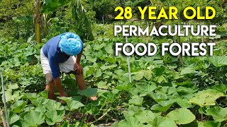 Abundant 28 Year Old Food Forest Permaculture Farm Tour  Part1 [upl. by Albertson]