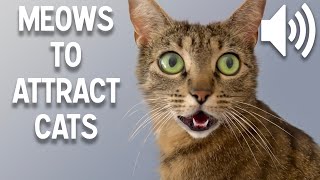 Sounds that attract cats  Meow to make cats come to you [upl. by Alyse]