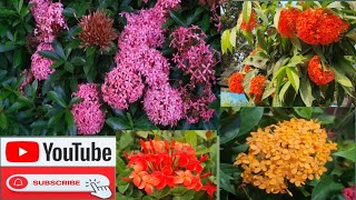 রঙ্গন ফুল ।। Jungle Geranium।। Ixora coccinea।। পরিচিতি ও ভেষজ গুণাগুণ।।Flowers [upl. by Mayhew208]