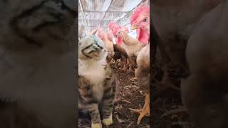 funny and cute cats shortvideo shorts [upl. by Allimac922]