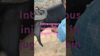 Intravenous injection in jugular vein of cow ampBuffaloPKvillagevlogviralvideosvillainfunnyvideo [upl. by Anilrac420]