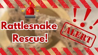 Rattlesnake Rescue 🚨‼️🆘 kyreptilezoo reptiles venomoussnakes [upl. by Wampler]