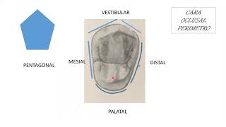 1er Premolar Superior [upl. by Ylle]