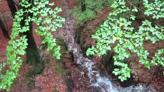 Die Billtalschlucht und der Billtalwasserfall bei Königstein im Taunus [upl. by Ahsai]