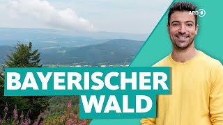 Bayerischer Wald  Deutschlands wilder Wald  Wunderschön  ARD Reisen [upl. by Ulphia451]