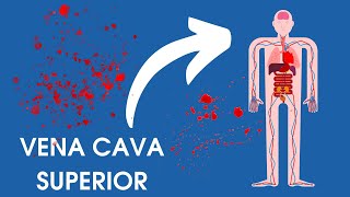 SUPERIOR VENA CAVA Anatomy and Function [upl. by Koenraad]