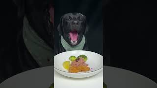 Aunts do you have any suggestions for good food Labrador Cute pet debut plan [upl. by Moselle]