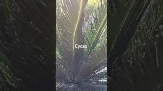 Cycas  new plants coming up  shorts YTStudio [upl. by Knarf756]