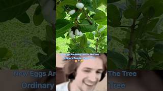 What is The white bhilawa tree 🌴 🥚 ytshorts shorts shortvideos viralvideos facts [upl. by Anileve]