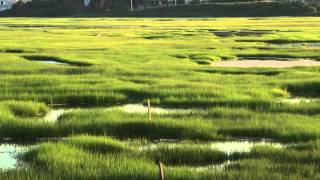 Intro to Salt Marshes [upl. by Lennahc653]