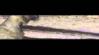 Horses trotting at 210 frames per second slow motion [upl. by Ekihc]