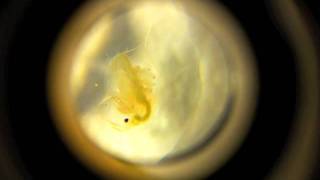 Life of a daphnia [upl. by Aksel]