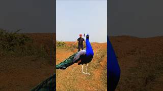 Catching Peacock 🦚 mor wala video shortsviral [upl. by Aiem]