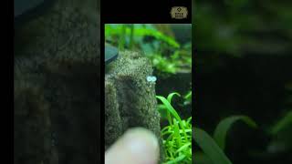 Sterbai Corydora Eggs corydoras breedingfish aquarium [upl. by Massiw113]