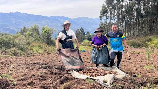 Terminando Cosecha de Papa Nativa [upl. by Ydnes]