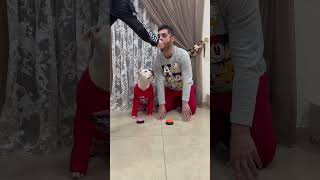 I dog apprendono un comportamento Direi propio di si……🐶 dogs dog dogfood dogvideo dogvideos [upl. by Kennett]