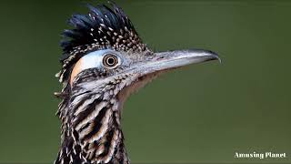 Greater Roadrunner Call  Greater Roadrunner Sound [upl. by Wiebmer633]