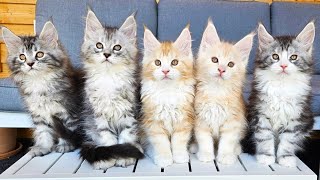 Maine Coon Kittens Growing Up Day 1  100 [upl. by Benedick]