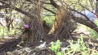 Western Bowerbirds [upl. by Dearman]