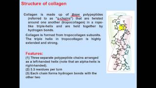 Biochemistry Second  dr sameeh  Protein 3  Classification of proteins [upl. by Niraa]