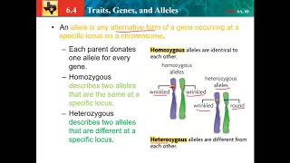 64 traits genes and alleles [upl. by Montagu]