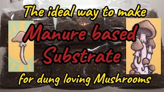 Manure based substrate recipe for dung loving Mushrooms easy step by step grain spawn to bulk [upl. by Acireed]