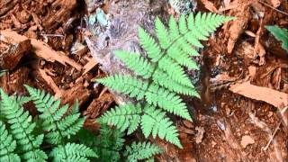 Dryopteris expansa [upl. by Anirrok]