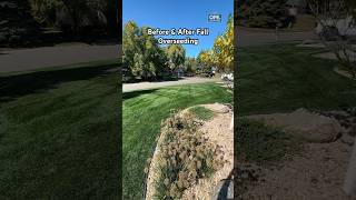 Before amp After Overseeding grass lawn beforeandafter lawncare shorts diy [upl. by Yralih]