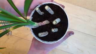 Growing Dracaena Cuttings [upl. by Oraneg654]