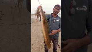 snakehead fishing fishing shorts viral 😄 [upl. by Ennovahs934]