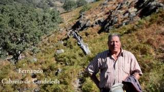 CABREROS EN LA SIERRA DE GREDOS [upl. by Rauscher]