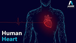 Structure of Human Heart  Body Fluids and Circulation  Biology  ALLEN Digital [upl. by Ahsratal]