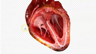 fonctionnement du cœur [upl. by Stedmann]