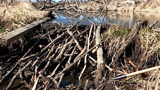 “DRAINING THE BEAST” Gigantic Beaver Dam Removal Drained And Gone [upl. by Finnegan]